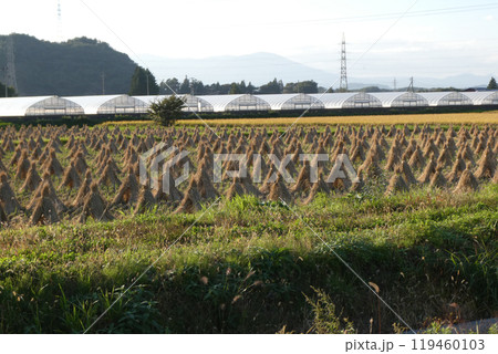 岩手県玉山の秋の日ざしの中の明るい稲の乾燥風景 119460103