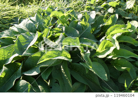 岩手県盛岡市玉山の田んぼのあぜ道のコンフリーの青葉 119460104