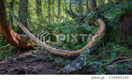 Tateshina-Genseirin Primeval Forest 119460140