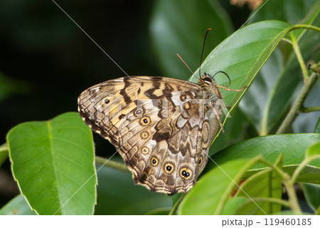 緑の葉にとまったサトキマダラヒカゲ 緑の葉にとまったサトキマダラヒカゲ 119460185