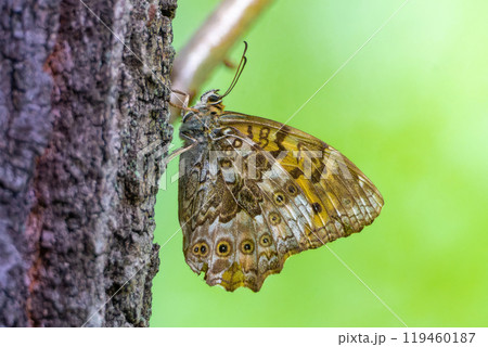 林の中で木にとまったサトキマダラヒカゲ 119460187