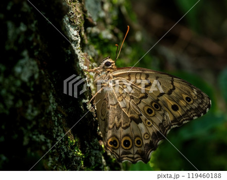 林の中で木にとまったサトキマダラヒカゲ 林の中で木にとまったサトキマダラヒカゲ 119460188