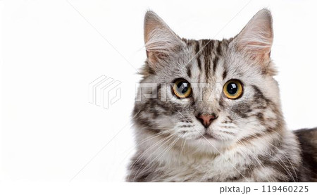 猫のポートレート 猫のポートレート 119460225