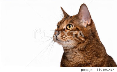 猫のポートレート 119460237