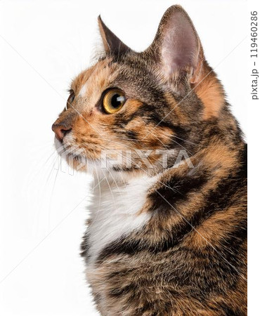 猫のポートレート 119460286