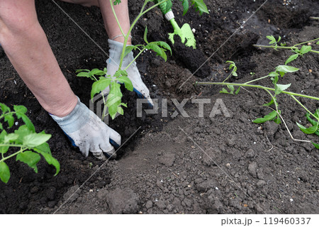 Farmer holding tomato plant in greenhouse, homegrown organic vegetables. Farmer holding tomato plant in greenhouse, homegrown organic vegetables. 119460337
