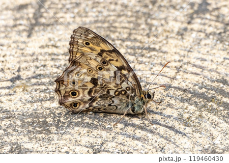 コンクリートの切り株にとまったサトキマダラヒカゲ コンクリートの切り株にとまったサトキマダラヒカゲ 119460430