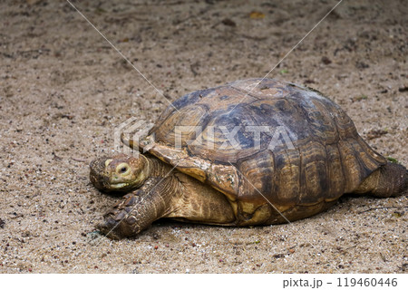 Close up head Sulcata tortoise in the garden at thailand 119460446