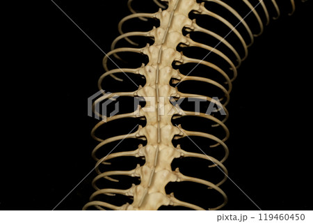 Close up snake bone on black background Close up snake bone on black background 119460450