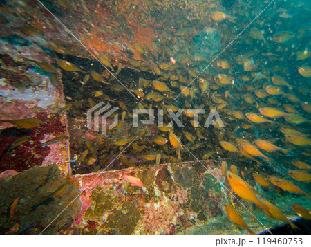 A school of Anthias at a shipwreck in Puerto Galera, Philippines. Waters swarm with living creatures 119460753