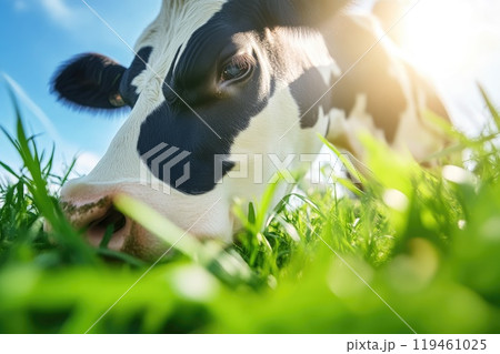 Low-Angle View of a Cow Enjoying Sunny Pastures 119461025