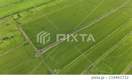 Green rice Fileds aerial view Thailand countryside	 119461712