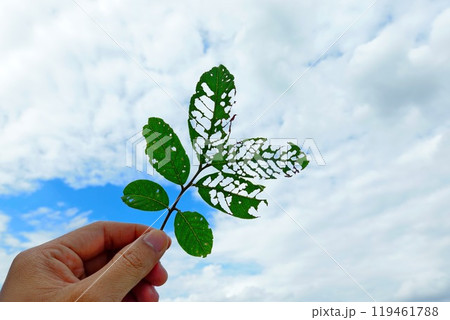 A hole in a leaf caused by insects, holding the leaf up to the sky A hole in a leaf caused by insects, holding the leaf up to the sky 119461788