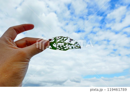 A hole in a leaf caused by insects, holding the leaf up to the sky A hole in a leaf caused by insects, holding the leaf up to the sky 119461789