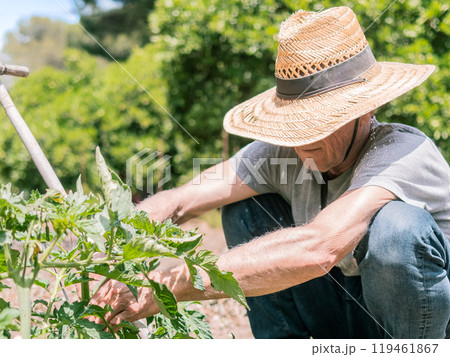 Gardener Tending Plants in Outdoor Garden Gardener Tending Plants in Outdoor Garden 119461867