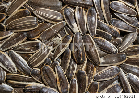 Non Salty Roasted Sunflower Seeds in Shell Non Salty Roasted Sunflower Seeds in Shell 119462611