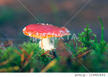 Amanita Muscaria, Known as the Fly Agaric or Fly Amanita Amanita Muscaria, Known as the Fly Agaric or Fly Amanita 119462643