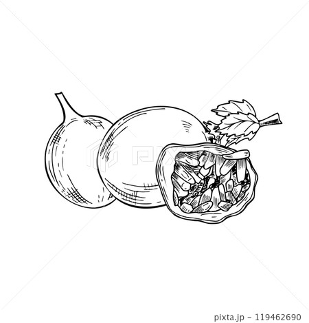 Vector tropical maracuja fruit hand drawn illustration painted by black inks. Whole and half passion with pulp Passiflora plant engraving drawing for menu or dessert package design. Vector tropical maracuja fruit hand drawn illustration painted by black inks. Whole and half passion with pulp Passiflora plant engraving drawing for menu or dessert package design. 119462690