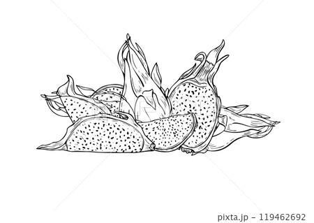 Vector Pitahaya cactus hand drawn sketch illustration in black. for coloring book. Halves, slices and whole dragon fruit composition line art. For tropical decor, coloring book. Vector Pitahaya cactus hand drawn sketch illustration in black. for coloring book. Halves, slices and whole dragon fruit composition line art. For tropical decor, coloring book. 119462692
