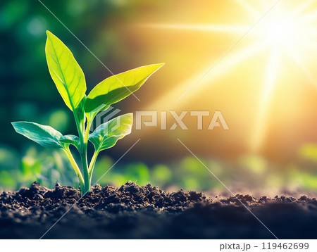 Young plant sprouting in fresh soil under sunlight Young plant sprouting in fresh soil under sunlight 119462699