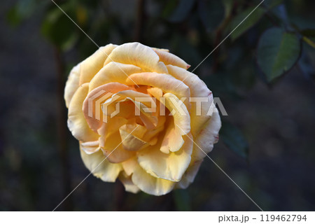 Orange roses speckled on a bush. Beautiful orange flower. Garden roses. 119462794