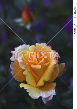 Orange roses speckled on a bush. Beautiful orange flower. Garden roses. Orange roses speckled on a bush. Beautiful orange flower. Garden roses. 119462836