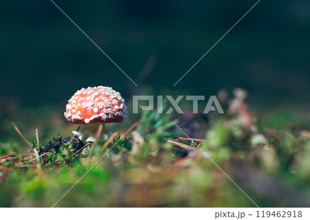 Young Amanita Muscaria, Known as the Fly Agaric or Fly Amanita Young Amanita Muscaria, Known as the Fly Agaric or Fly Amanita 119462918