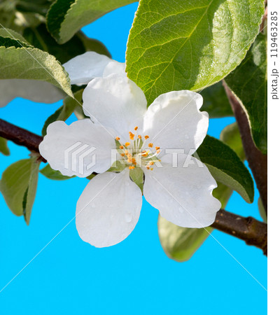 apple flower on tree, close up apple flower on tree, close up 119463285