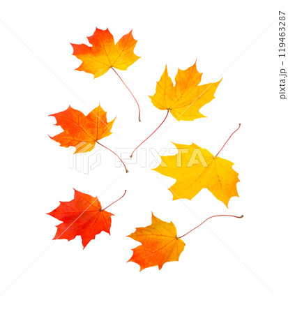 Autumn maple leaf 119463287