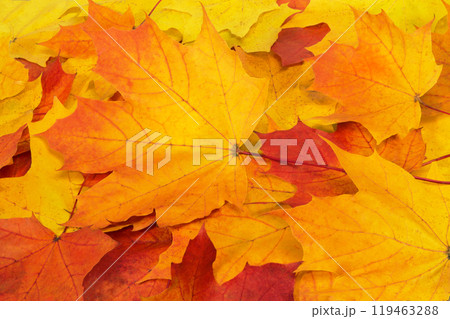 Autumn maple leaf 119463288