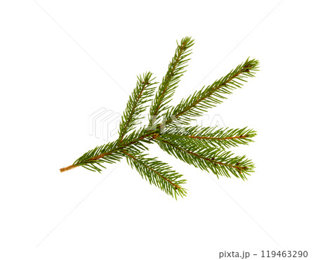 Pine branch isolated 119463290