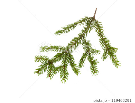 Pine branch isolated 119463291