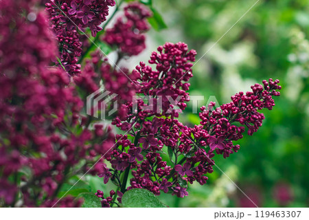Lilac Branch Blooms in Spring at Daytime - Close-Up Lilac Branch Blooms in Spring at Daytime - Close-Up 119463307