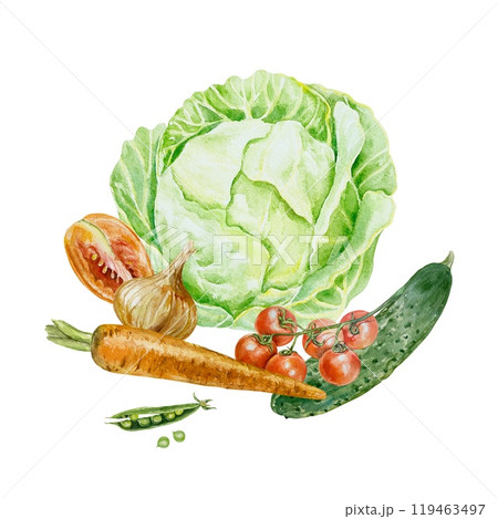 Vegetables watercolor. Cabbage, tomato, carrot, cucumber, onion, peas. Illustration isolated. Cards, labels, invitations for Harvest, Vegetarian Day. 119463497