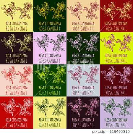 Set of vector drawing of ROSA CILIATOSEPALA in various colors. Hand drawn illustration. Latin name ROSA CANINA L. 119463516