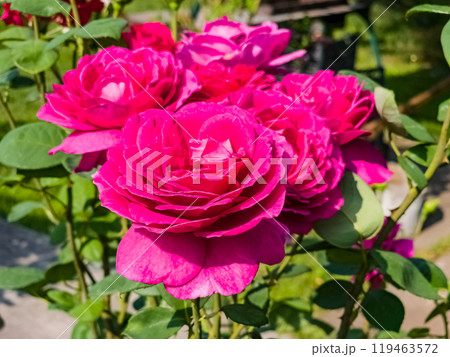 Close-up of red purple roses against a background of green leaves. Fresh delicate petals on flowers. 119463572