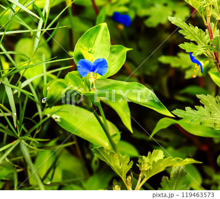 Commelina communis, Asiatic dayflower, Commelinaceae. Wild plant shot in summer. 119463573