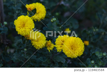 Yellow daisies single-leaf chrysanthemums in the garden 119463584