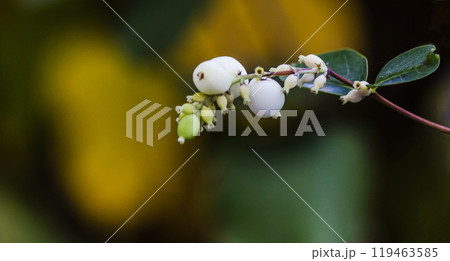 White large berries Symphoricarpos on branches with leaves White large berries Symphoricarpos on branches with leaves 119463585