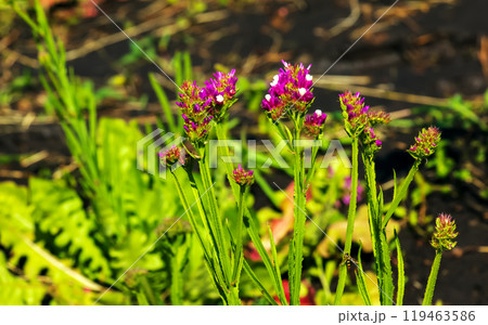 Limonium sinuatum, syn. wavyleaf sea lavender, statice, sea lavender, notch leaf marsh rosemary, sea pink, is a Mediterranean plant species in the family Plumbaginaceae known for its papery flowers. Limonium sinuatum, syn. wavyleaf sea lavender, statice, sea lavender, notch leaf marsh rosemary, sea pink, is a Mediterranean plant species in the family Plumbaginaceae known for its papery flowers. 119463586