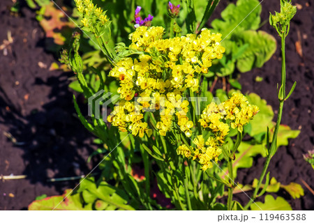 Limonium sinuatum, syn. wavyleaf sea lavender, statice, sea lavender, notch leaf marsh rosemary, sea pink, is a Mediterranean plant species in the family Plumbaginaceae known for its papery flowers. 119463588