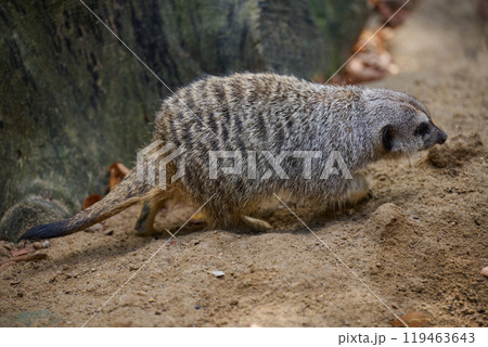 An adult meerkat walks outdoors 119463643
