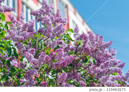 Lilac Bush Blooms in Spring at Daytime 119463675
