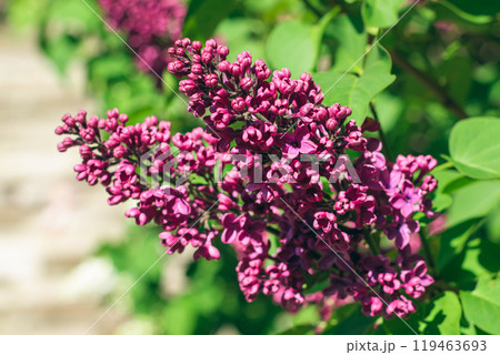 Lilac Branch Blooms in Spring at Daytime - Close-Up 119463693