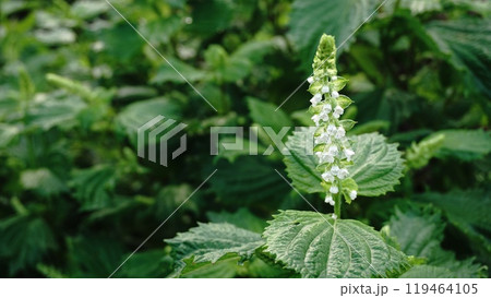 青じその花 119464105