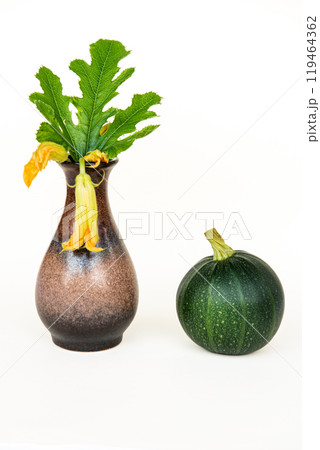 one round courgette , cucurbita pepo, zucchini on wood and zucchini flower in a vase white background. 119464362