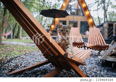 Charming cat relaxing on a wooden lounge chair in front of a cozy cabin in the forest Charming cat relaxing on a wooden lounge chair in front of a cozy cabin in the forest 119464584