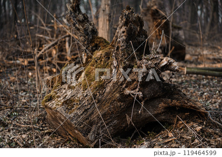Majestic Ancient Tree Stump in Serene Forest Setting Majestic Ancient Tree Stump in Serene Forest Setting 119464599