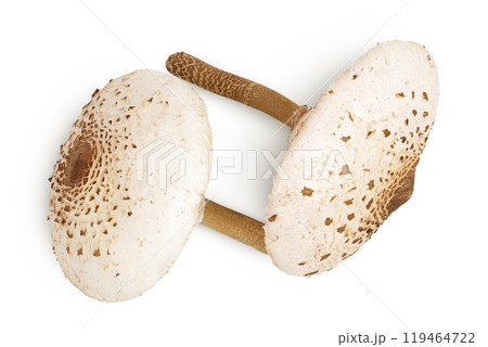 Parasol mushroom or Macrolepiota procera isolated on white background Parasol mushroom or Macrolepiota procera isolated on white background 119464722
