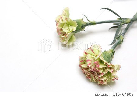 白背景の二輪の黄色いカーネーション 119464905